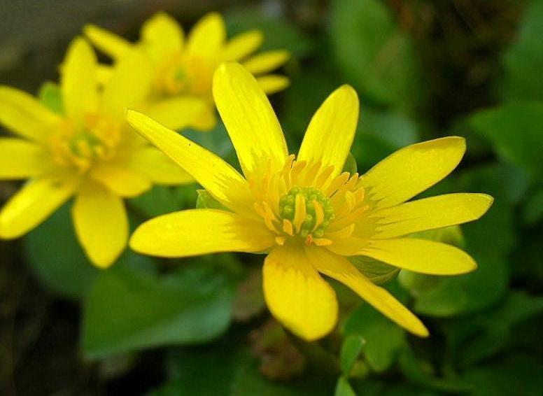 Ranunculus ficaria / Ranuncolo favagello